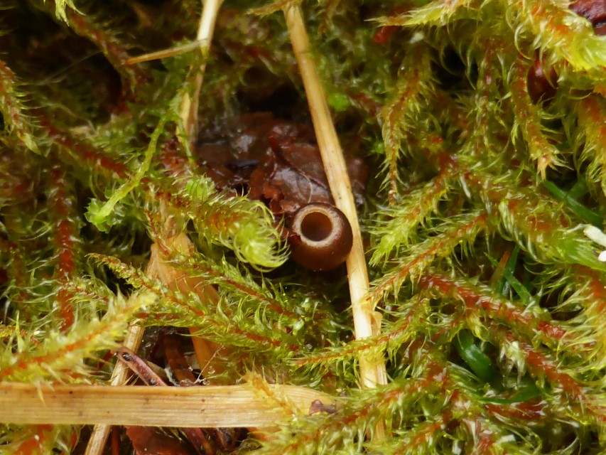 Monilinia baccarum 7 Bayerischer Wald Nationalpark Rhytidiadelphus loreus Pilzexpertin Katharina Krieglsteiner Pilzseminare Mikroskopierkurs Apothezium Becherling Custom