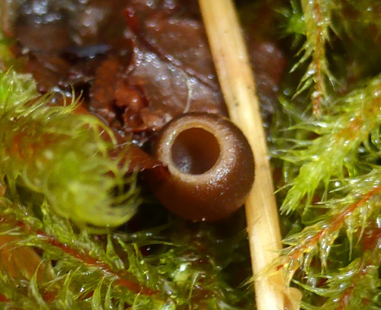 Monilinia baccarum 8 urnenfoermiger Becher junges Apothezium heller Rand feucht Schneeschmelze Bayerischer Wald Nationalpark pilzkunde Feldmykologe PSV Katharina Custom