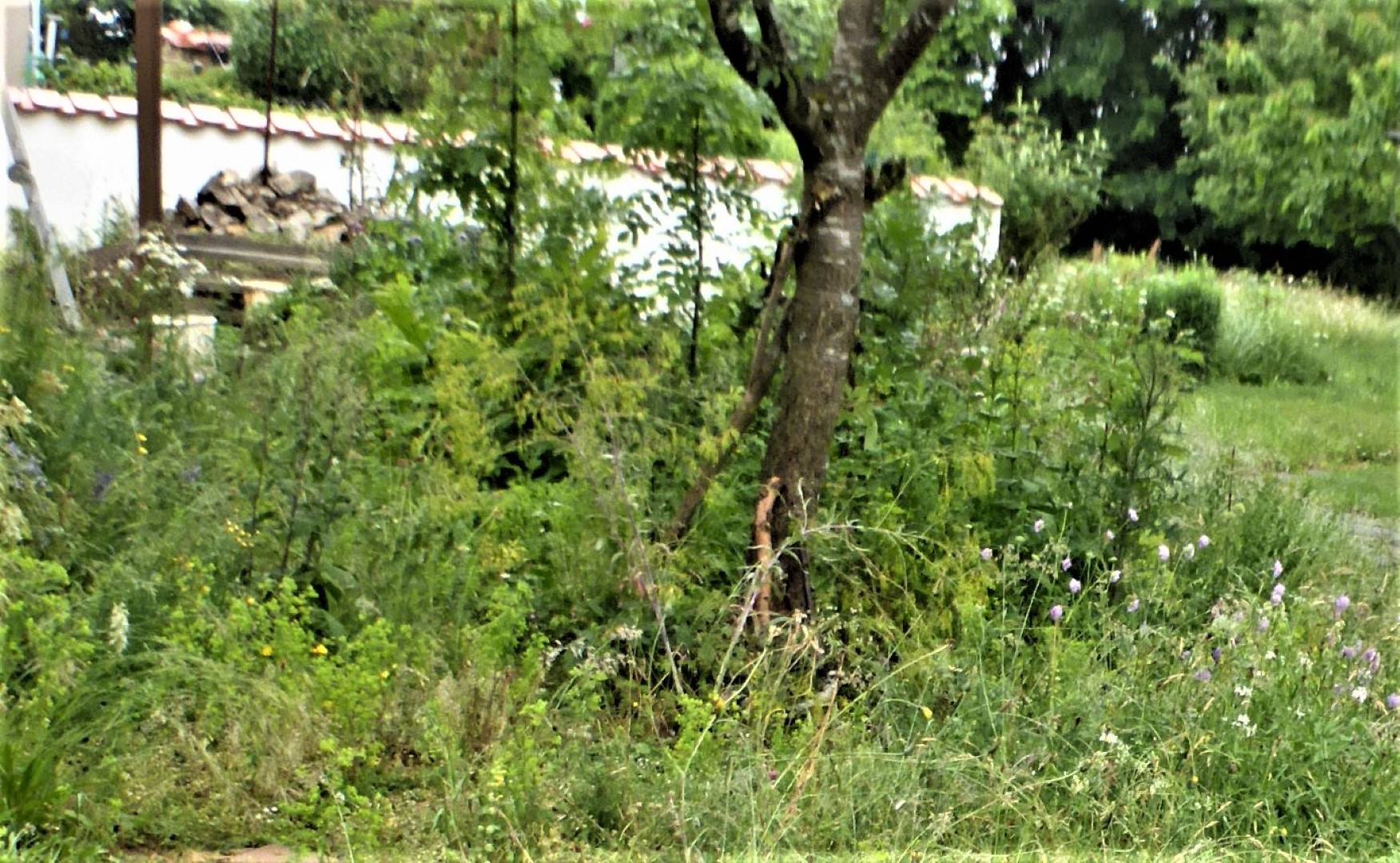 Morchelbeet 16 100720 eingewachsen Blick auf Mauer