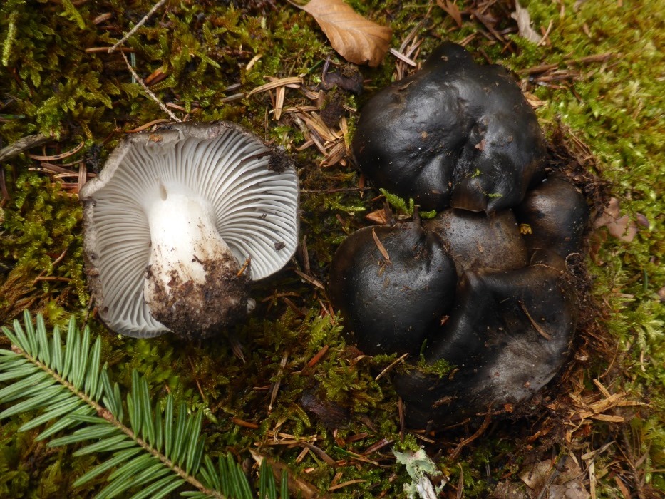 Mrzschneckling-1-Hygrophorus-marzuolus-Gschwend-Rotenhar-Tanne-Mrzellerling-Krieglsteiner