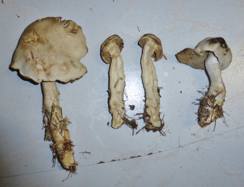 Musumecia-bettlachensis-Studio-Groer-Dunkel-Trichterling-Pseudoclitocybe-Deutschland-Baden-Wuerttemberg-Pilzkurs-Pilzseminar