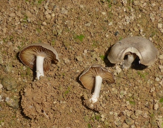 Musumecia-vermicularis-Schwarzwald-Hornberg-Clitocybe-parilis-Pilzschule-Schwaebischer-Wald-Krieglsteiner