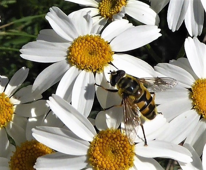 Myathropa florea Totenkopf Schwebfliege Diptera Syrphidae Brachycera Spraitbach Tanacetum corymbosum Wucherblume Kalk Saumbeet Artenvielfalt