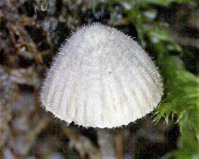 Mycena aciculata longiseta Langhaar Helmling Mycenaceae Agaricales Saprobiont Laubstreu Gras acidophil Nationalpark Eifel unauffaellig Feldmykologe Ausbildung Helmlingskurs Pilzschule Krieglsteiner