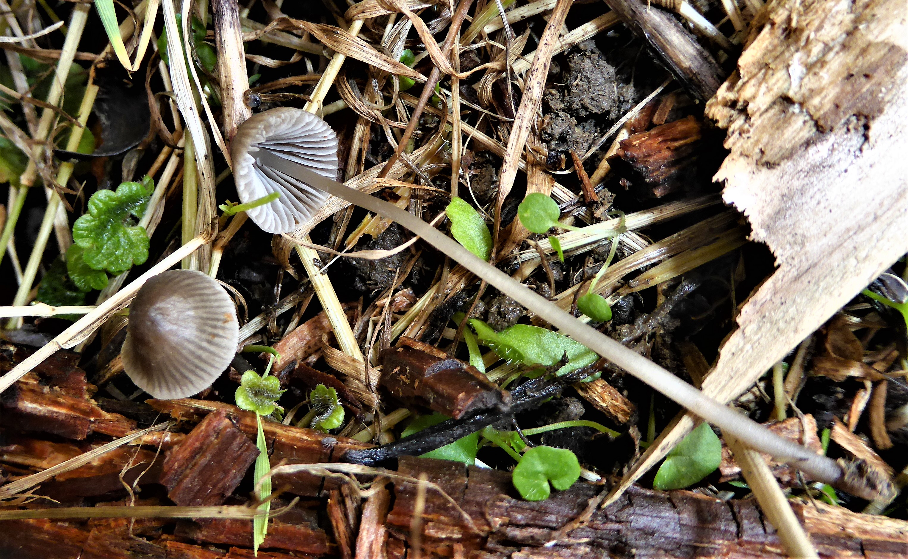 Mycena aetites Graublttriger Helmling Russ Saprobiont Grasland naehrstoffarm mikroskopische Bestimmung Mikroskopierkurs Feldmykologe Ausbildung Pilzschule Schwaebischer Wald Krieglsteinerbak