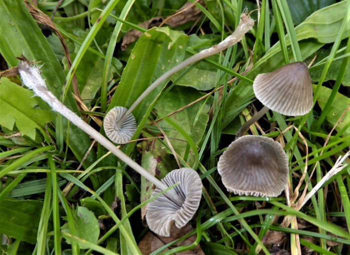 Mycena leptocephala chlorinella Chlorhelmling Grauer Nitrathelmling Saprobiont Waelder Grasland haeufig Schwimmbad Geruch Pilzschule Schwaeibscher Wald Feldmykologe Krieglsteiner Helmlingskursbak