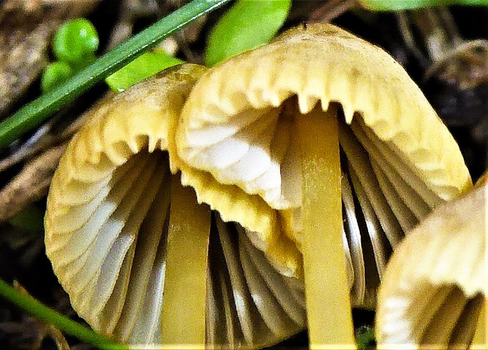 Mycena olivaceomarginata avenacea Wiesenhelmling Cheilozystiden gefaerbte Lamellenschneide Helmlingskurs Magerwiesen naehrstoffreich Pilzschule Schwaebischer Wald Krieglsteiner