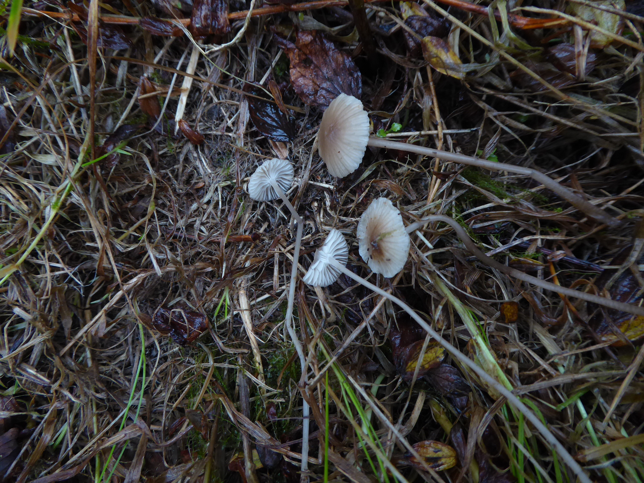 Mycena pasvikensis Bayerischer Wald Bayern Bhmerwald Tschechien Norwegen Salix Magerwiese Saftlings Gesellschaft Krieglsteiner Aronsen