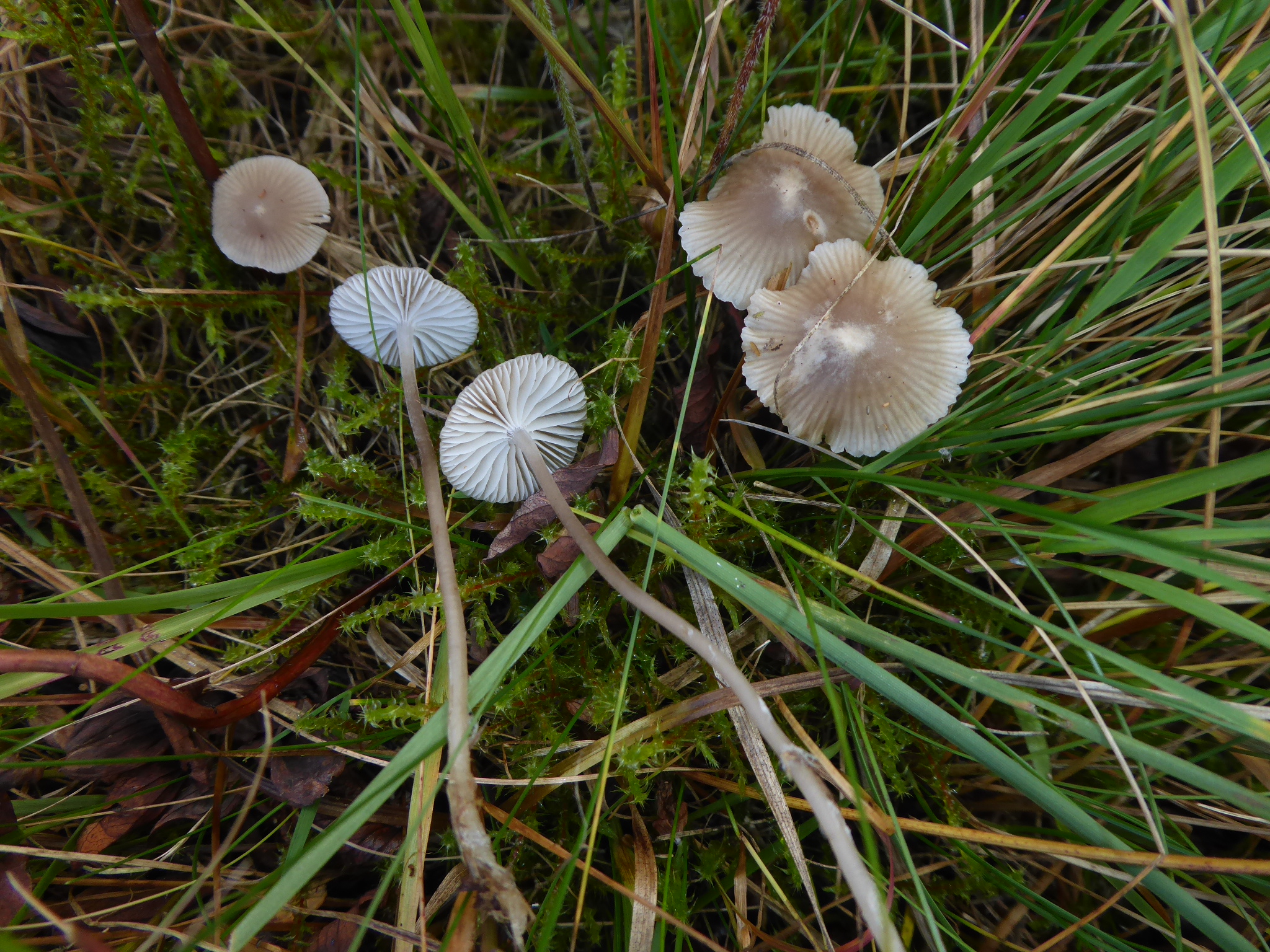 Mycena pasvikensis Nordischer Gurken Helmling Aronsen Salix bodensauer Magerrasen Hypericum maculatum Nationalpark Bayerischer Wald BioKlim