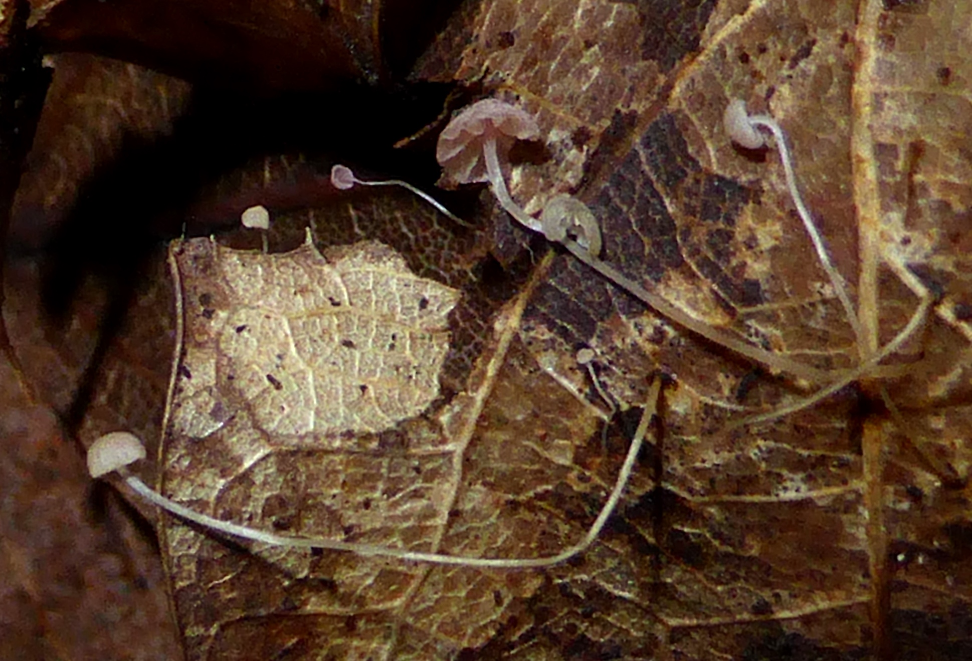 Mycena-smithiana-Schwäbischer-Wald-Welzheim-Edenbachtal-Eichenlaub-Stuttgart