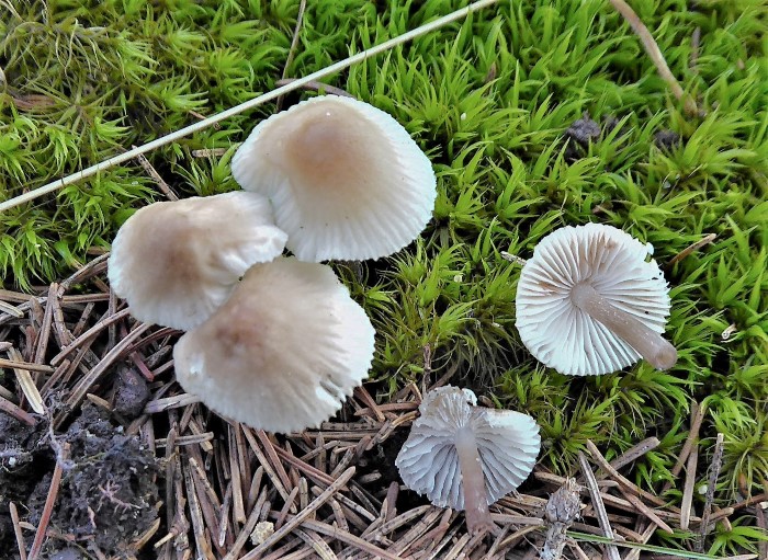 Mycena zephirus Rostiger Helmling Mycenaceae Agaricales Nadelstreu Saprobiont synanthrop Besen Gabelzahnmoos Dicranum scoparium Heidebeet Helmlingskurs PIlzschule Schwaebischer Wald Krieglsteiner