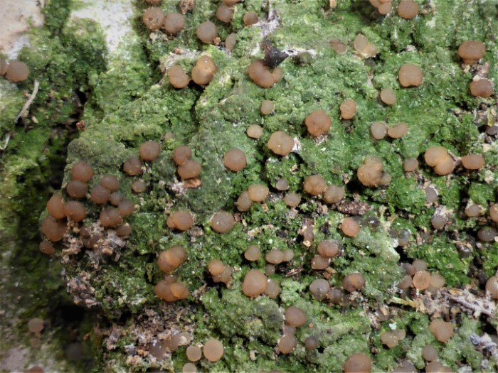 Mycobilimbia sphaeroides pilularis Flechtenkurs Pilzschule Schwaebischer Wald Krieglsteiner Naturschutz Prioritaet Wegsicherung Lungenflechte Reinluft Windkraf