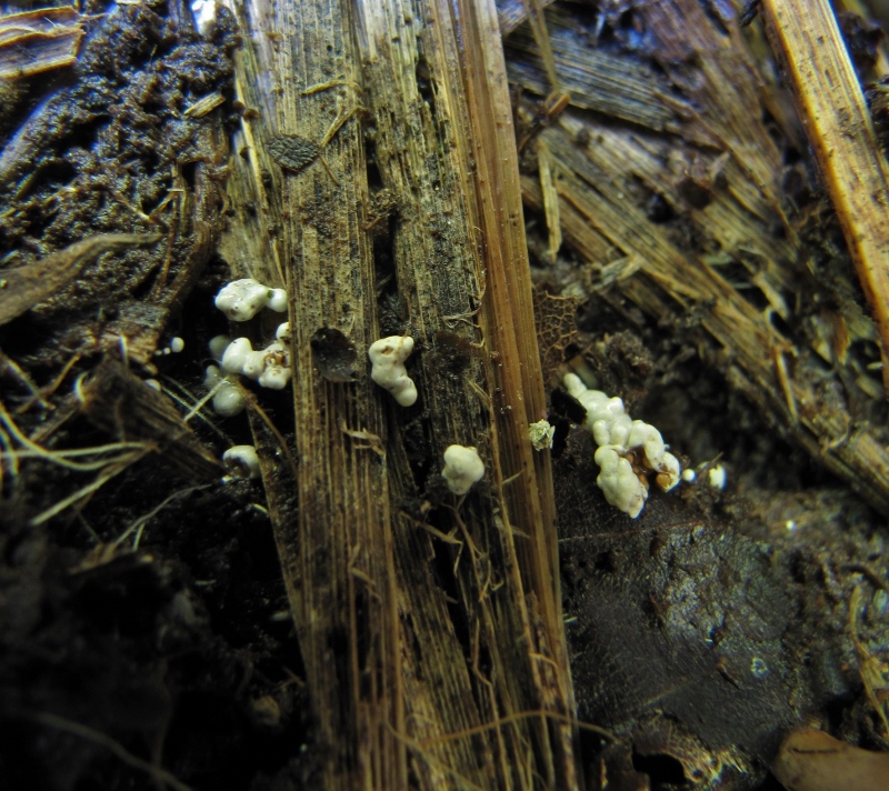 Mycocalia-denudata-Schwbisch-Hall-Zwerg-Nestling-Moor-Weiher-Ufer-Pilzschule-Krieglsteiner