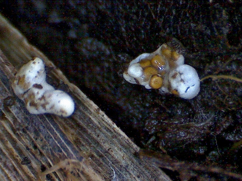 Mycocalia-denudata-Zwerg-Nestling-Pilzschule-Schwbischer-Wald-Baden-Wuerttemberg-Rote-Liste