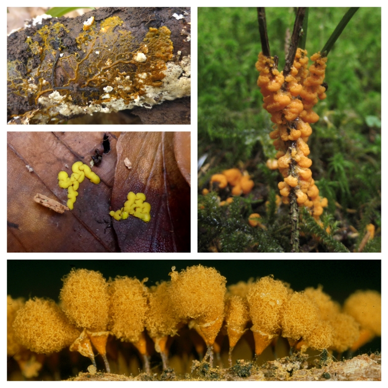 Myxo-Collage-1-Fuligo-muscorum-Moos-Lohblüte-Heidelbeer-Hemitrichia-calyculata