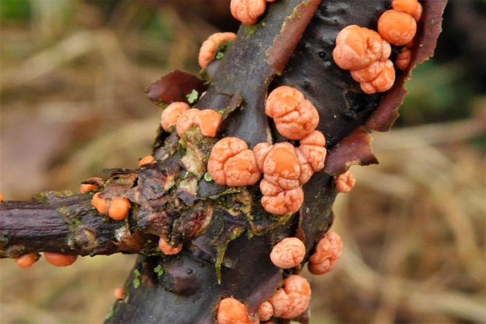 Nectria cinnabarina Zinnoberroter Pustelpilz Ribes rubrum Rote Johannisbeere Nahrungszone Anamorphe Tubercularia vulgaris Nectriaceae Hypocreales Krieglsteiner Spraitbach Feldmykologe Pilzschule