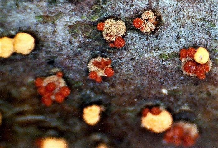 Nectria cinnabarina Zinnoberroter Pustelpilz Ribes rubrum Rote Johannisbeere Nahrungszone Anamorphe Tubercularia vulgaris Nectriaceae Hypocreales Krieglsteiner Teleomorphe Feldmykologe Pilzschule Heubach