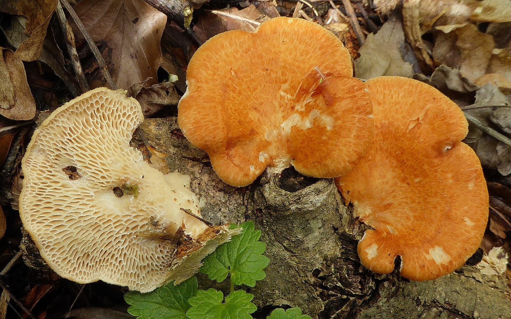 Neofavolus alveolaris Baden Wuerttemberg Stuttgart Schwaebisch Gmuend Pilzschule Fraxinus Esche Klimawandel Ausbreitung Krieglsteiner Gro