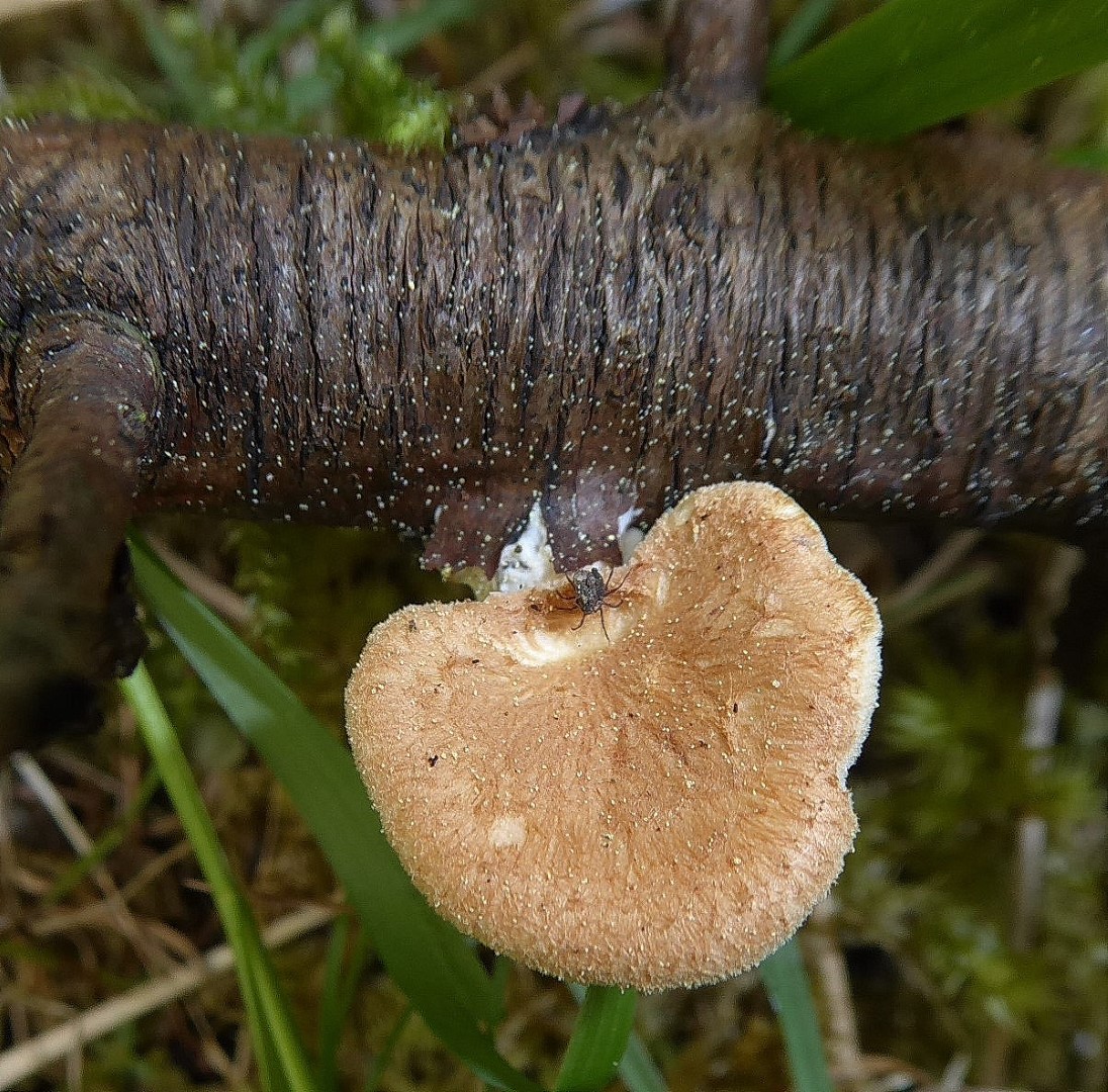 Neofavolus alveolaris Bayern Schwaben Memmingen Pilzkurs Fuehrung Exkursion Prunus spinosa Schlehe Katharina Krieglsteiner Gro