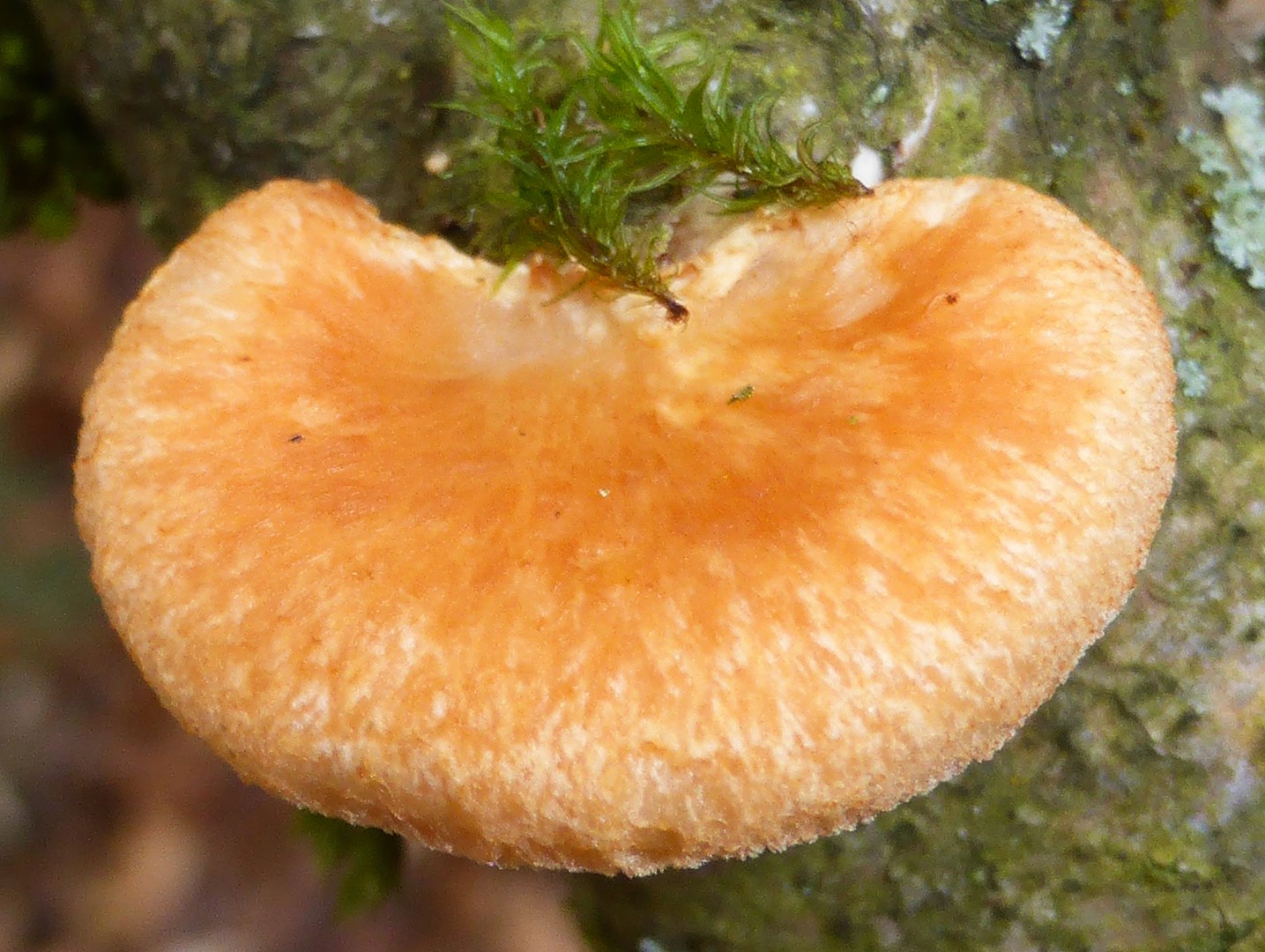 Neofavolus alveolaris Bienenwaben Porling Backnang Fagus Pilzschule Schwaebischer Wald Ruppertshofen Schwaebisch Gmuend Gro