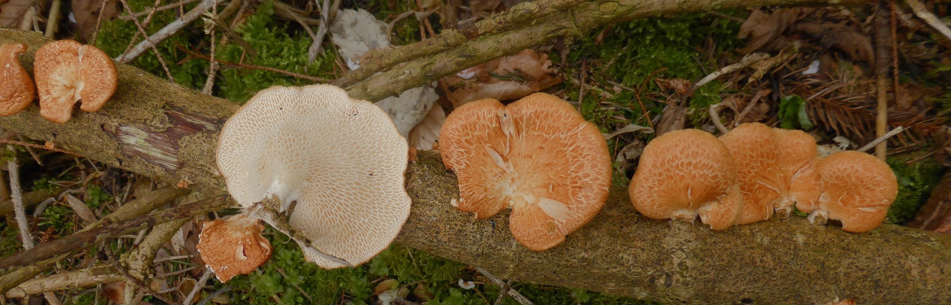 Neofavolus alveolaris Polyporus mori Schwaebisch Gmuend Alb Esche Pilzkurse essbar Pilzschule Schwaebischer Wald Gro