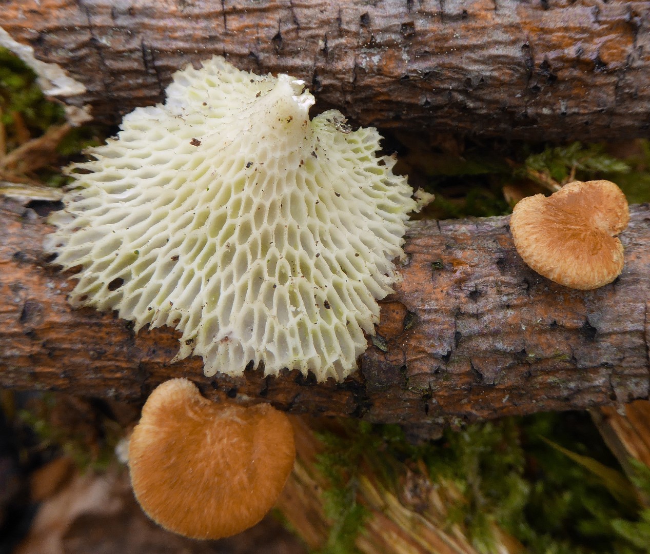 Neofavolus alveolaris mori Bayern Schwaben Memmingen Augsburg Esche Auwald Iller Pilzkurs Katharina Krieglsteiner Gro