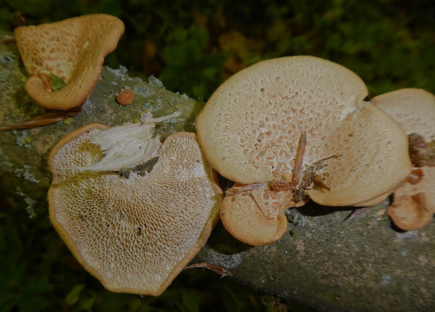 Neofavolus alveolaris mori Polyporus Wabenporling Wuerzburg Maintal Unterfranken waermeliebend Klimawandel Krieglsteiner Gro