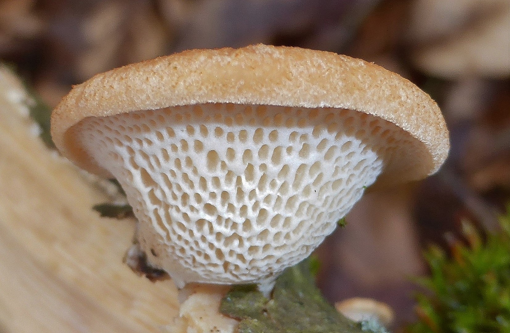 Neofavolus alveolaris mori Stuttgart Baden Wuerttemberg Backnang Fagus Holz Saprobiont Krieglsteiner Pilzkurse Seminare Gro