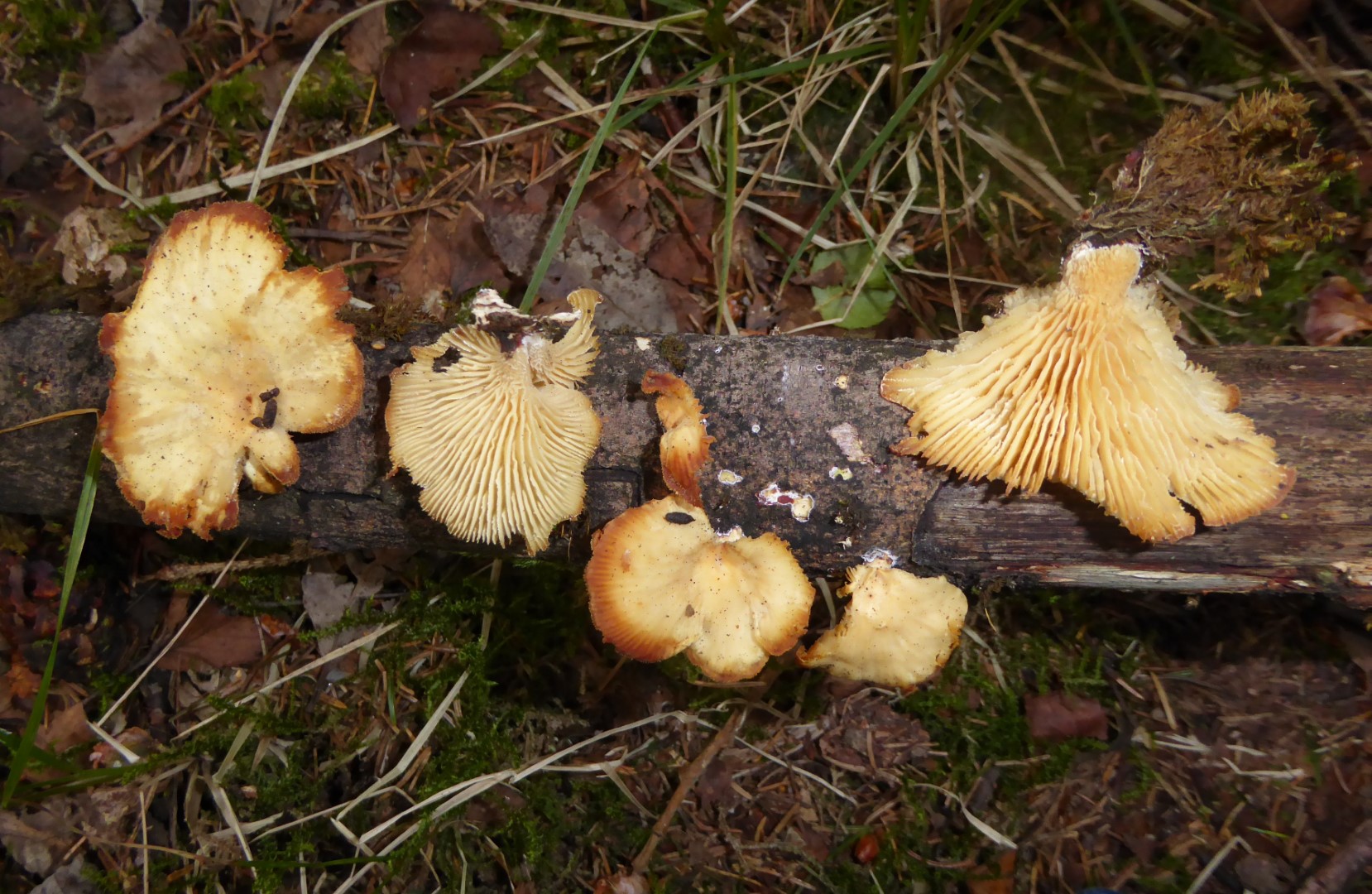 Neofavolus suavissimus Anis Saegeblaettling Nordrhein Westfalen Nationalpark Eifel Ohrweide Salicetum auritae Moorbirkenbruch Krieglsteiner Gro