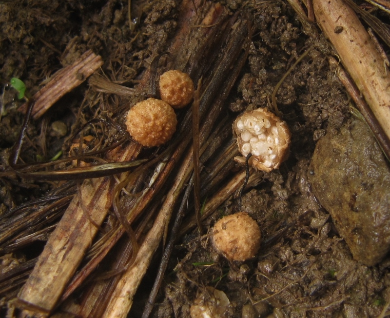 Nidularia-deformis-Vollgestopfter-Leistling-Holz-Eifel-Nationalpark-Nordrhein-Westfalen-Rote-Liste-Deutschland