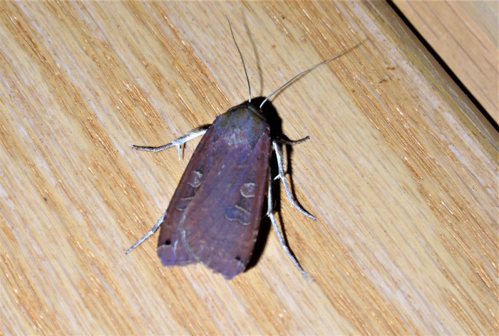 Noctua pronuba Hausmutter Noctuidae Eulenfalter Nachfalter Schmetterlinge Lepidoptera Wohnung oekologisch Artenvielfalt Naturschutz Liebe zur Natur Ostalbkreis Seminare Naturkunde