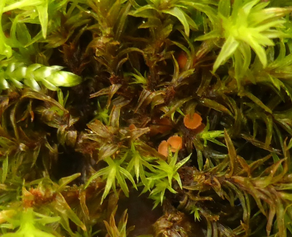 Octospora-affinis-Moosbecherling-Orthotrichum-affine