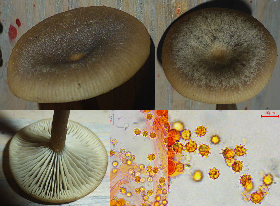 Omphaliaster asterosporus Sternsporiger Trichterling Mooskurs Pilzschule Schwaebischer Wald Baden Wuerttemberg Stuttgart Gschwend Stubensandstein Krieglsteiner Heidelbeere Feldmykologe