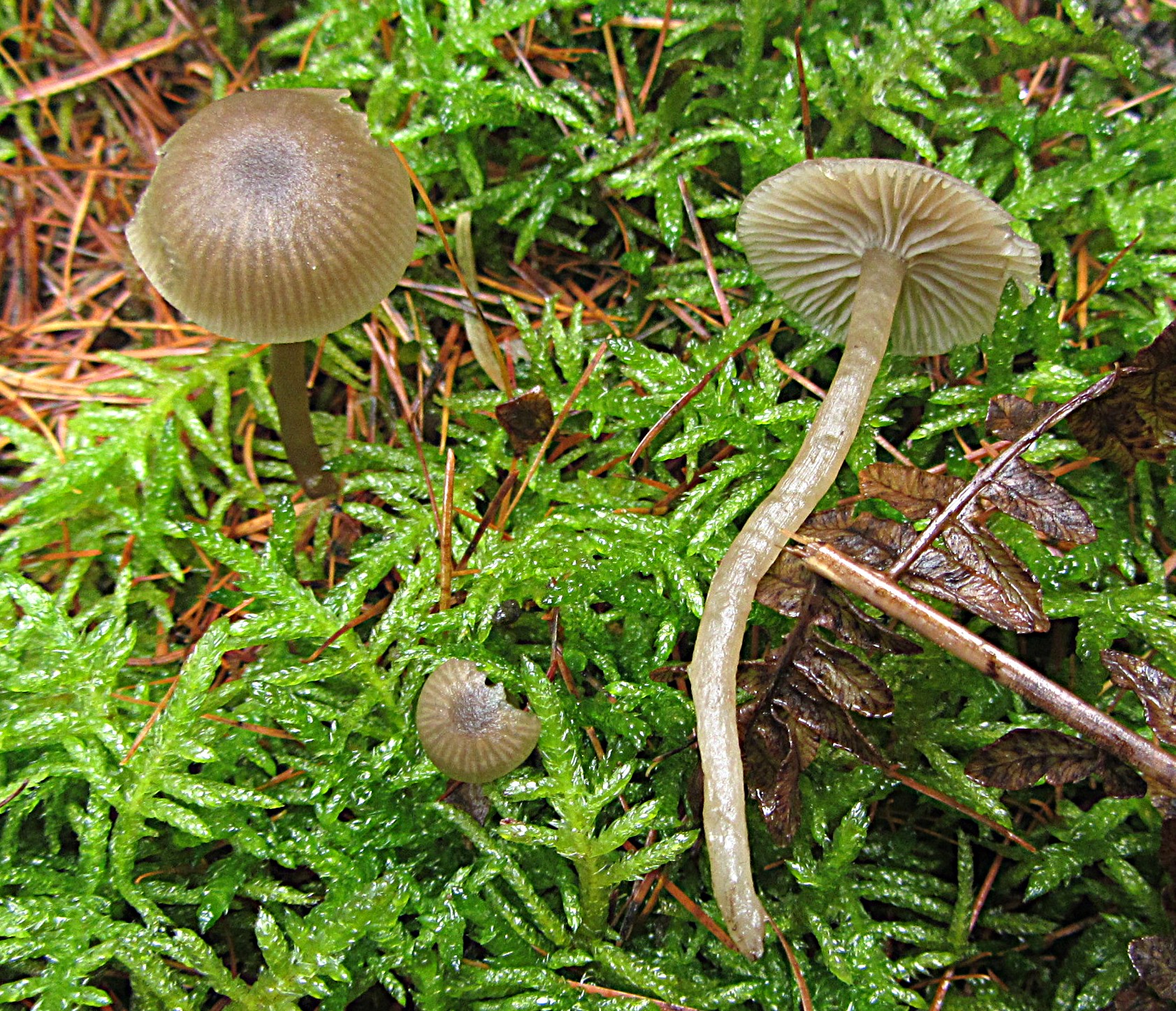 Omphaliaster asterosporus Sternsporiger Trichterling Starkgeriefter Sternsporling Nationalpark Eifel Nordrhein Westfalen Gruenstaengelmoos Scleropodium purum Krieglsteiner Feldmykologe