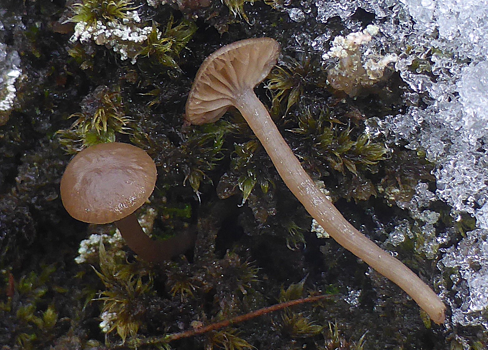Omphaliaster asterosporus durchweicht Winter Schnee Biosphaerenreservat Rhon Rhoen NSG Schafstein Blockhalde Basalt Krieglsteiner Feldmykologe Pilzseminare Ausbildung Sternsporiger