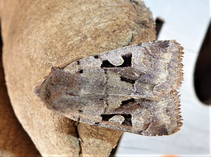 Orthosia gothica Ktzcheneule Braeunlichgraue Fruehlingseule Nachtfalter Tarnung Lepidoptera noctuidae Krieglsteiner nafoku Biodiversitaet Insekten Artenreichtum