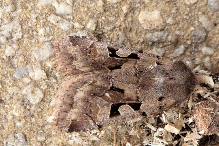 Orthosia gothica Ktzcheneule Braeunlichgraue Fruehlingseule Nachtfalter Tarnung Lepidoptera noctuidae Krieglsteiner nafoku Biodiversitaet Insekten