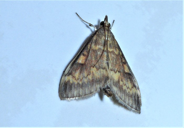 Ostrinia nubilalis Maiszuensler Pyralidae Lepidoptera Kleinschmetterlinge Schaedling willkommen Umdenken Naturschutz Landwirtschaft konventionell biologisch Artenvielfalt Pilzschule Schwaebischer Wald