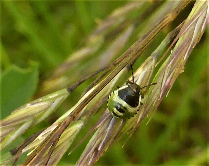 Palomena prasina Gruene Baumwanze Stinkwanze Nymphe Spraitbach Pentatomidae Heteroptera Insekten hemimetabol Naturgarten Waelder Krieglsteiner