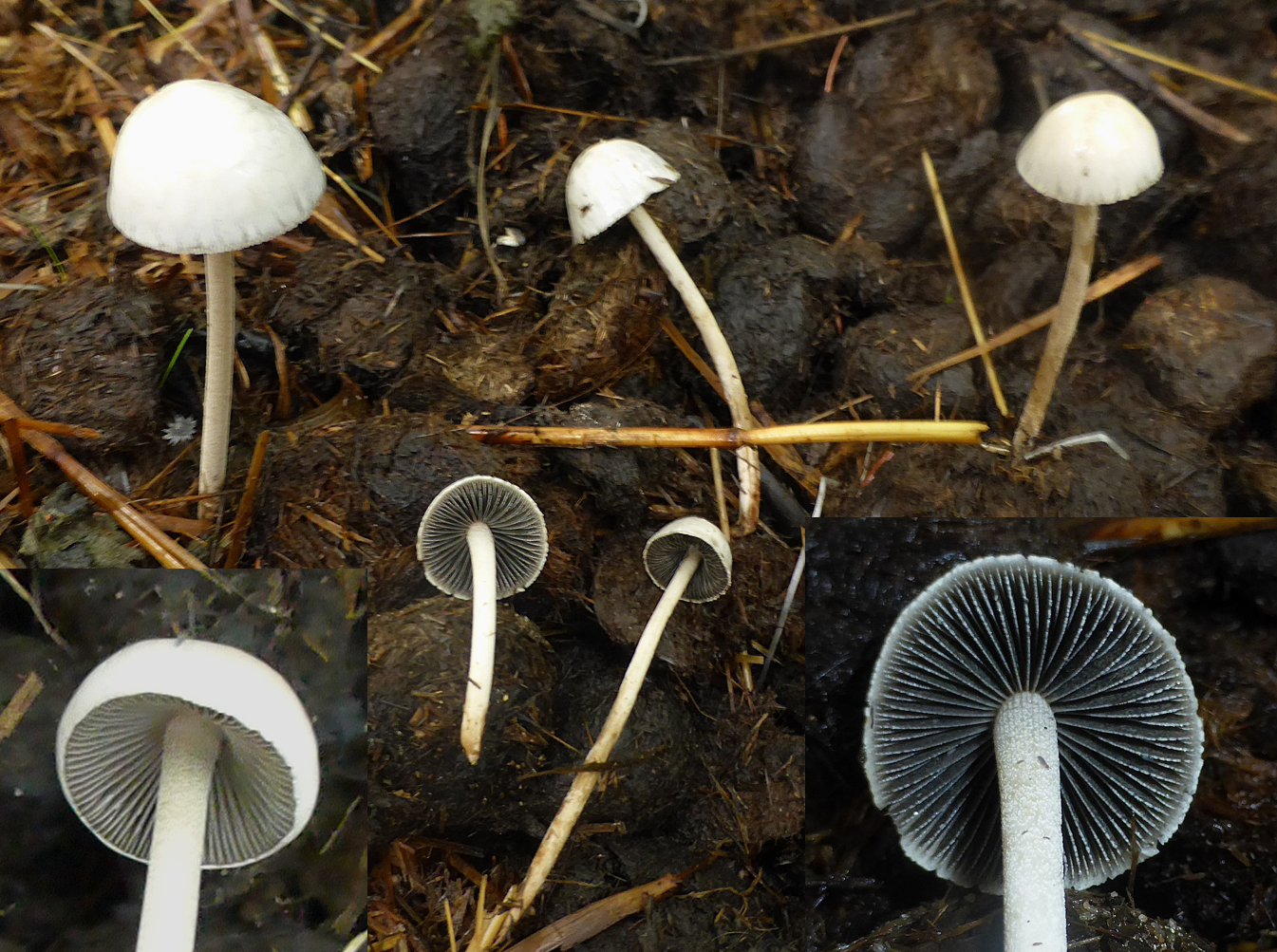 Panaeolus antillarum Pferdemist Mittelbronn 24.19.08. Folie 1