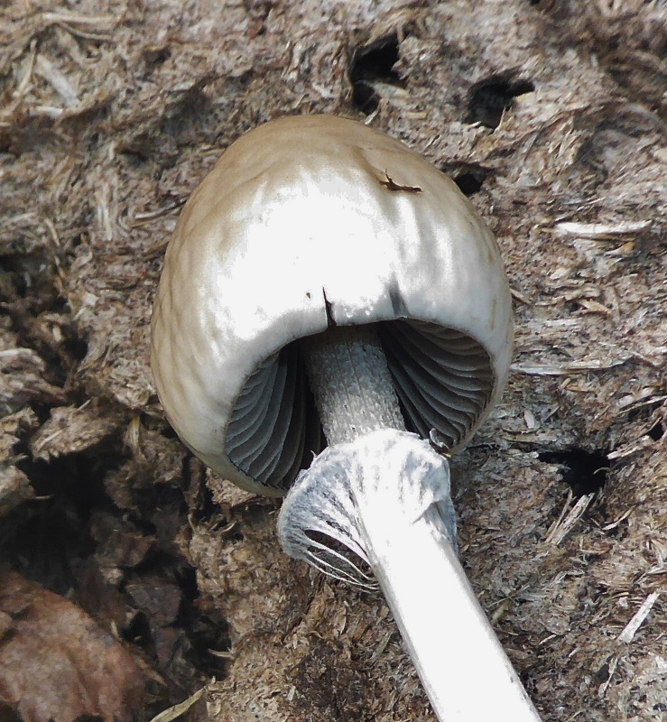 Panaeolus fimiputris Seealpen Valle Maira 4 17.3.7. 739x800