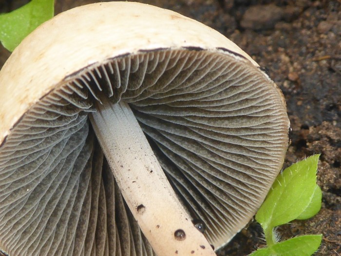 Panaeolus papilionaceus sphinctrinus retirugis Behangener Glocken Duengerling Strophariaceae Agaricales Saprobiont Mist naehrstoffreich Tomatentopf Terrasse Lamellen gefleckt marmoriert PSV Feldmykologe