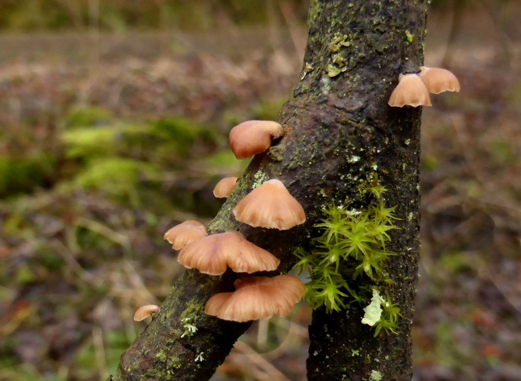 Panellus-ringens-Eifel-Aspekt-Nationalpark-Fleischfarbener-Zwergknäueling-Salweide-Salix-caprea-Nordhein-Westfalen