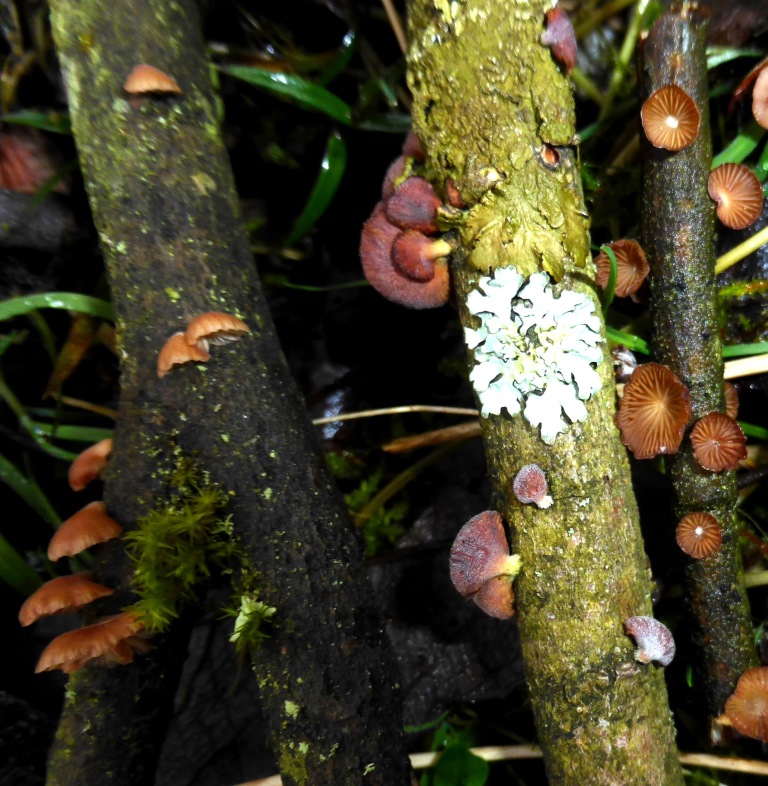 Panellus-ringens-Eifel-alle-Nationalpark-Fleischfarbener-Zwergknäueling-Salweide-Salix-caprea-Nordhein-Westfalen