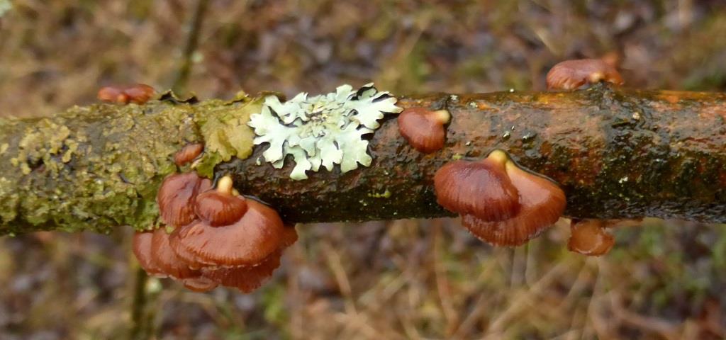 Panellus-ringens-Eifel-alt-Nationalpark-Fleischfarbener-Zwergknäueling-Salweide-Salix-caprea-Nordhein-Westfalen