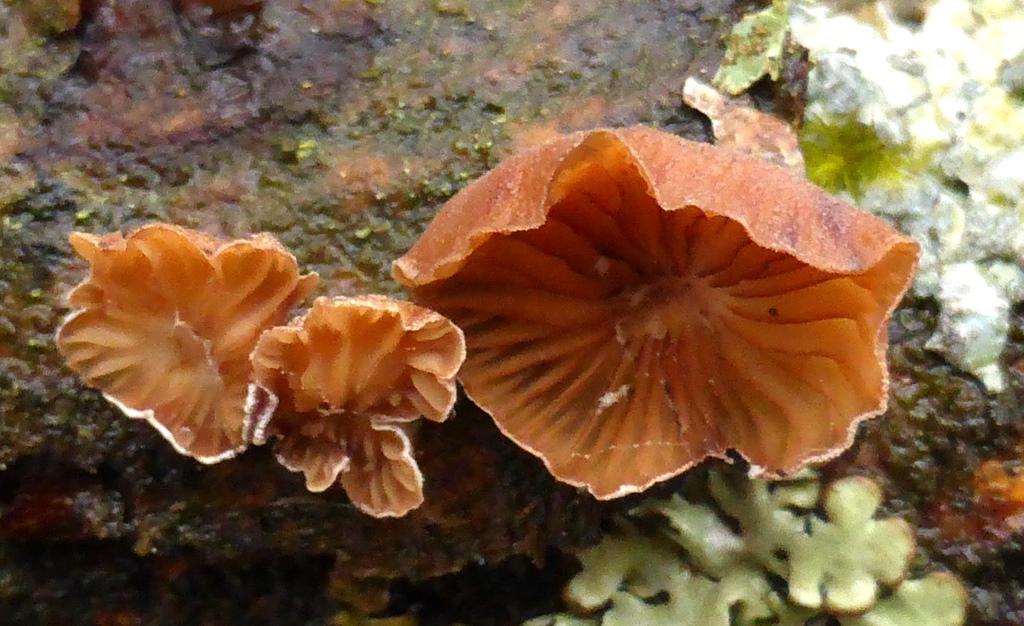 Panellus-ringens-Eifel-seitlich-Nationalpark-Fleischfarbener-Zwergknäueling-Salweide-Salix-caprea-Nordhein-Westfalen