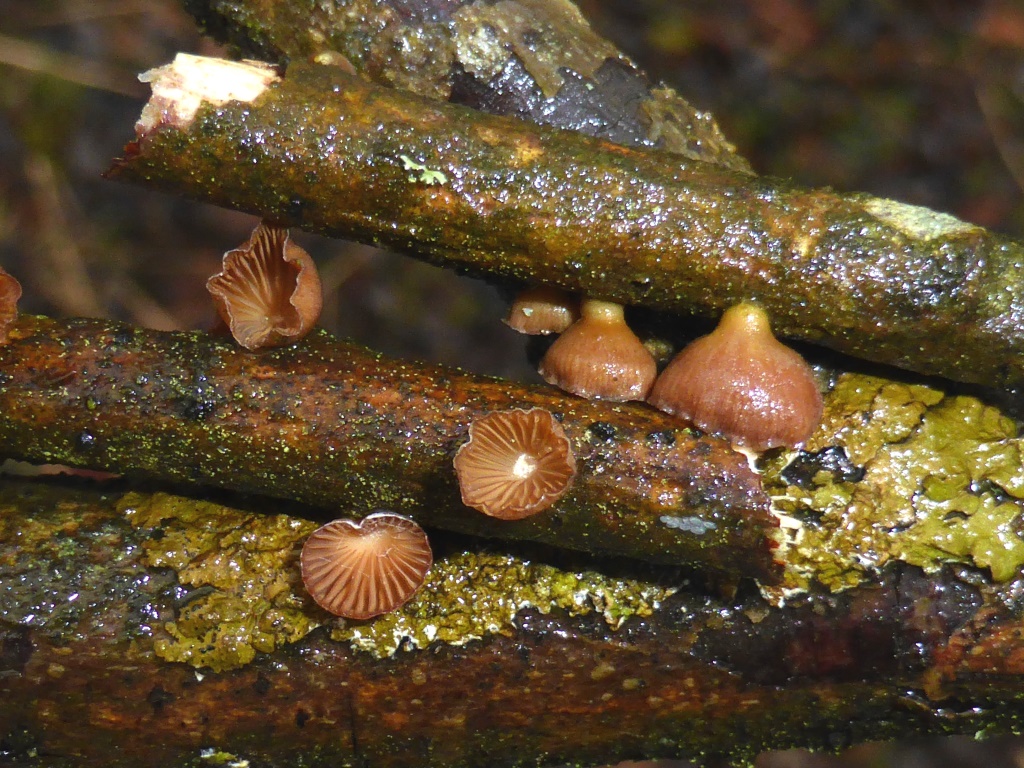 Panellus-ringens-Eifel-unten-Nationalpark-Fleischfarbener-Zwergknäueling-Salweide-Salix-caprea-Nordhein-Westfalen