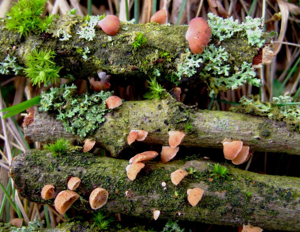 Panellus-ringens-Rhön-Bauersberg-Bayern-Salweide-Biosphärenreservat