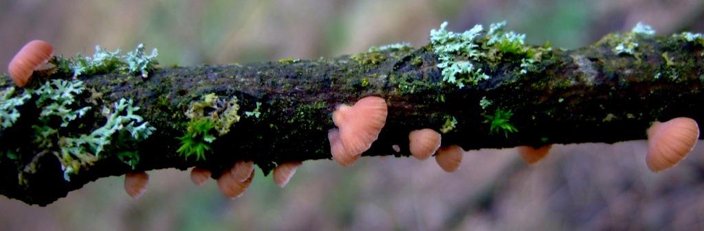 Panellus-ringens-Rhön-Bischofsheim-Stengerts-Bayern-Salweide-Biosphärenreservat