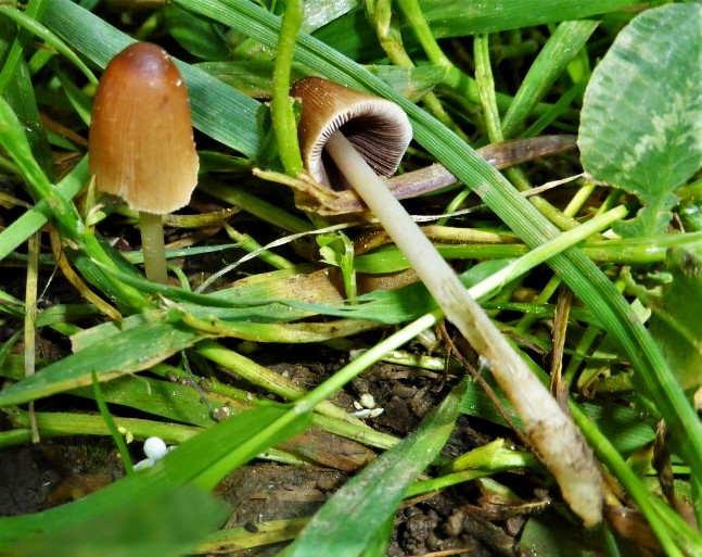 Parasola auricoma 1 Braunborstiger Scheibchentintling Naturgarten Kompostbeet Skalpschnitt naehrstoffreich Mikroskopierkurs Pilzschule Schwaebischer Wald Krieglsteiner